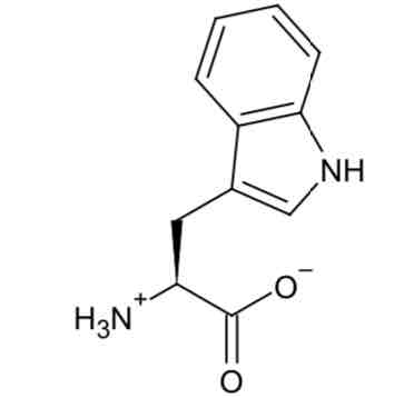 <p>Tryptophan </p>