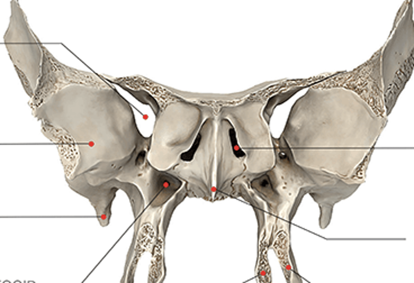 <p>"Legs of the goblin"</p>