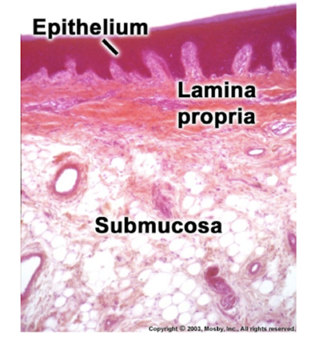 <p>no, lining mucosa do not have underlying bone </p><p>-connective tissue consists of a superficial lamina propria and a deeper submucosa </p>