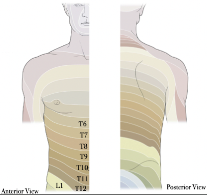 <p>Abdominal Wall Sensory Innervation</p>