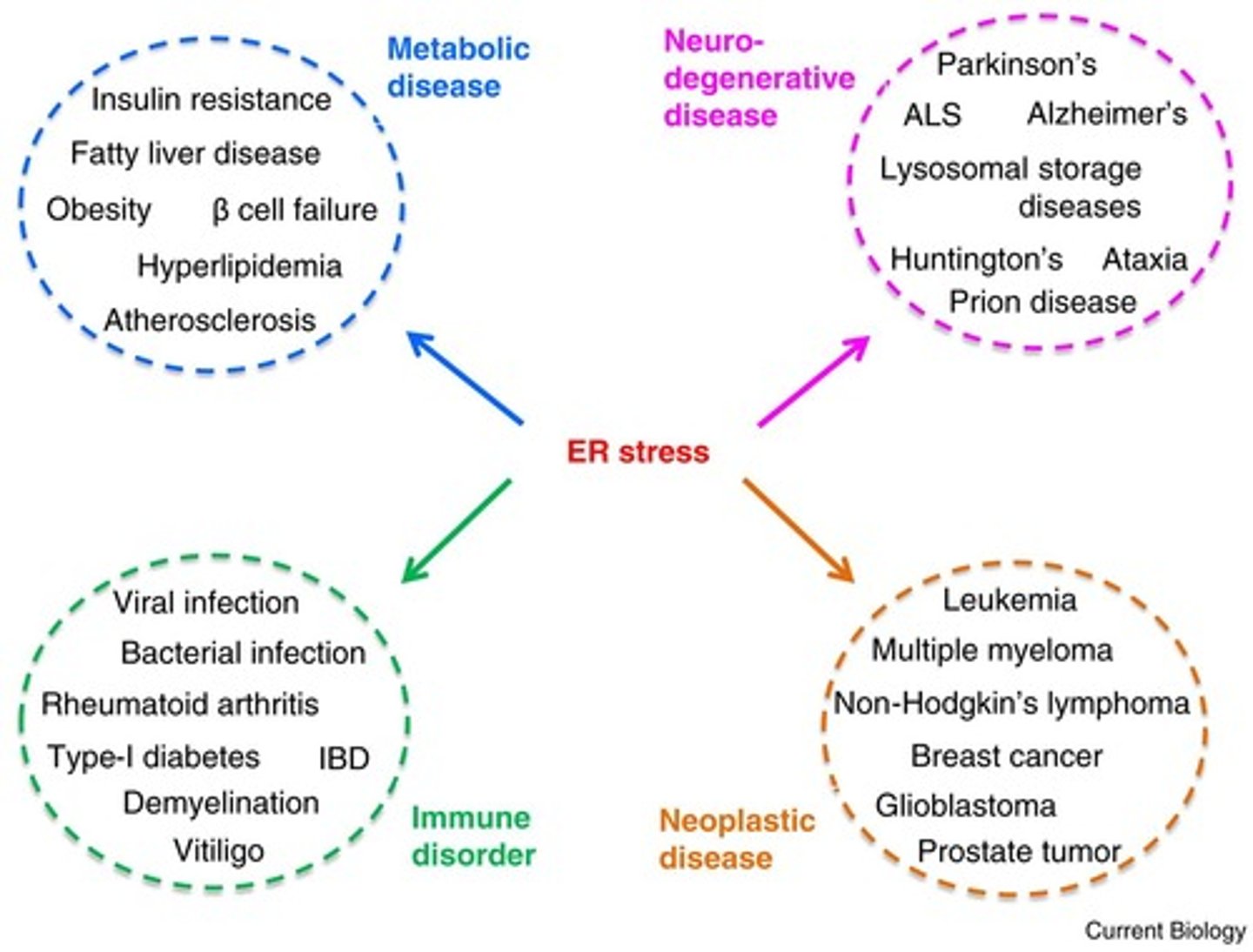 <p>Dysregulation of the UPR is implicated in various diseases, including neurodegenerative disorders and cancer.</p>