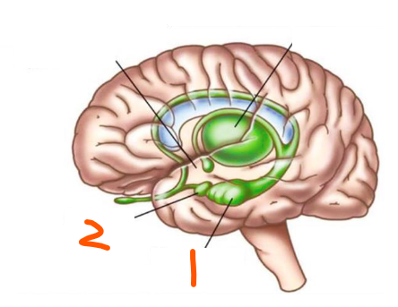 <p>2 Components of the Limbic System:</p><ol><li><p>___ </p></li><li><p>___</p></li></ol><p></p>