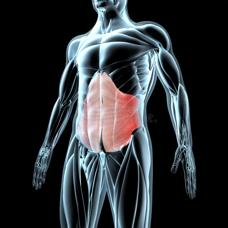 <p><span>Compresses abdominal contents.</span></p>
