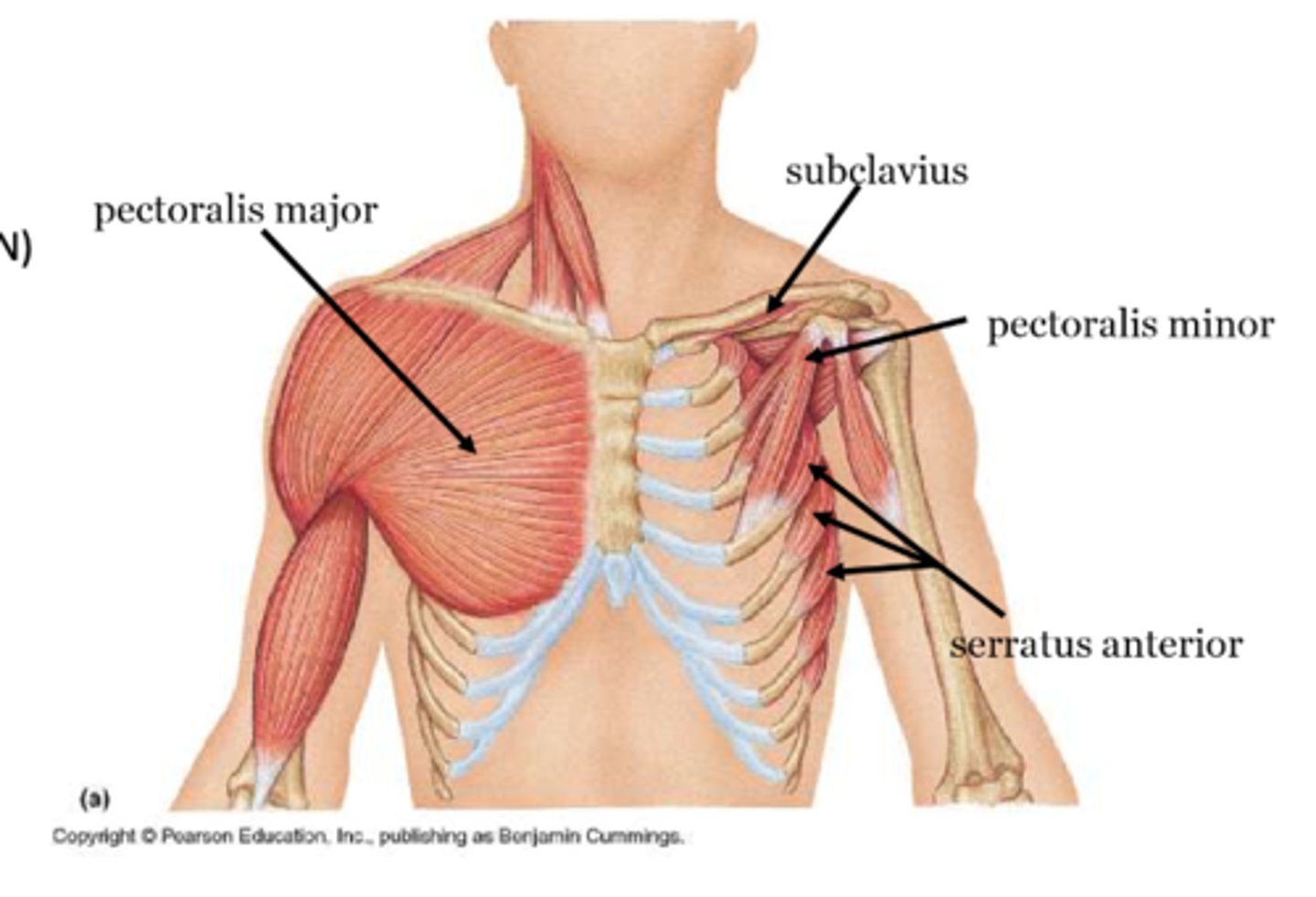 <p>-Stabilizes scapula</p><p>-Medial pectoral n. (C8 - T1)</p><p>-Forms a bridge with the coracoid process allowing the passage of nerves and vessels to the arm</p>