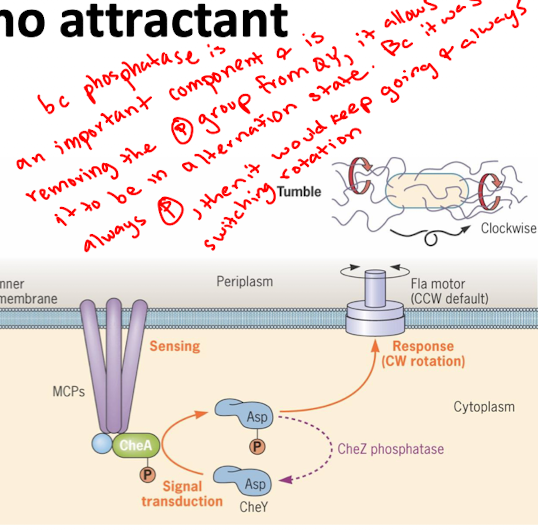 <ul><li><p>CheA autophosphorylates and passes the signal to CheY RR</p></li><li><p>CheY-P makes flagella turn clockwise (tumbles)</p></li><li><p>CheZ phosphatase dephosphorylates CheY (stops tumbling)</p></li><li><p><strong>Alternates tumbles and runs</strong></p></li></ul><p></p>