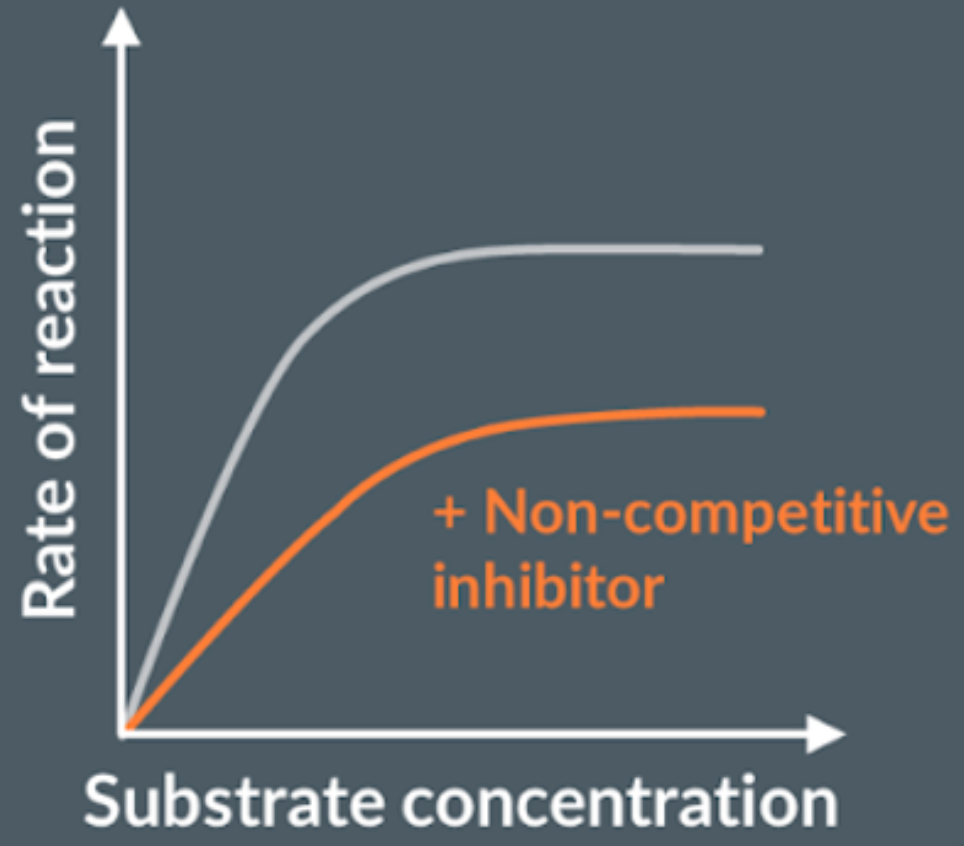 <p>The rate of reaction decreases, because the non-competitive inhibitor is not complementary to the enzyme’s active site but another part of the enzyme, which causes the active site of the enzyme to change shape, permanently. So, the rate of reaction plateaus regardless of substrate concentration increasing.</p>