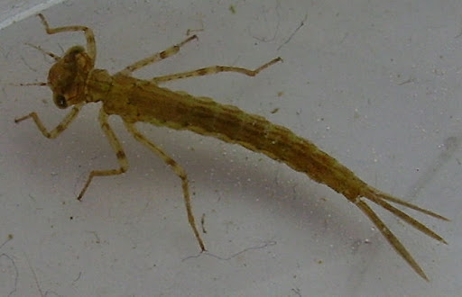 <p>This invertebrate has three tais, three sets of legs (six), no wings and have <span>three external, leaf-like or plate-like gills located at the tip of their abdomen. They are an indicator of high water quality and are somewhat pollution tolerant. </span></p>