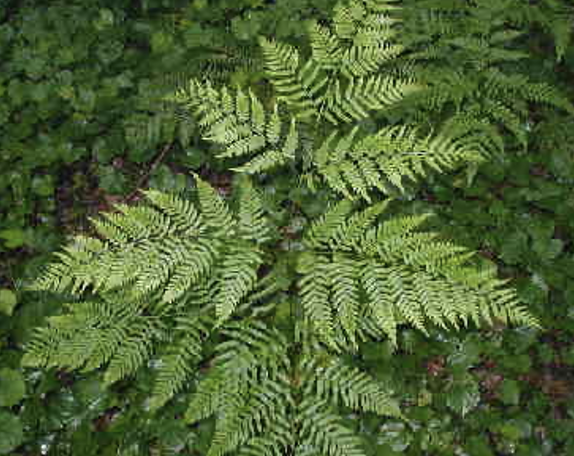 <p>bracken fern</p>