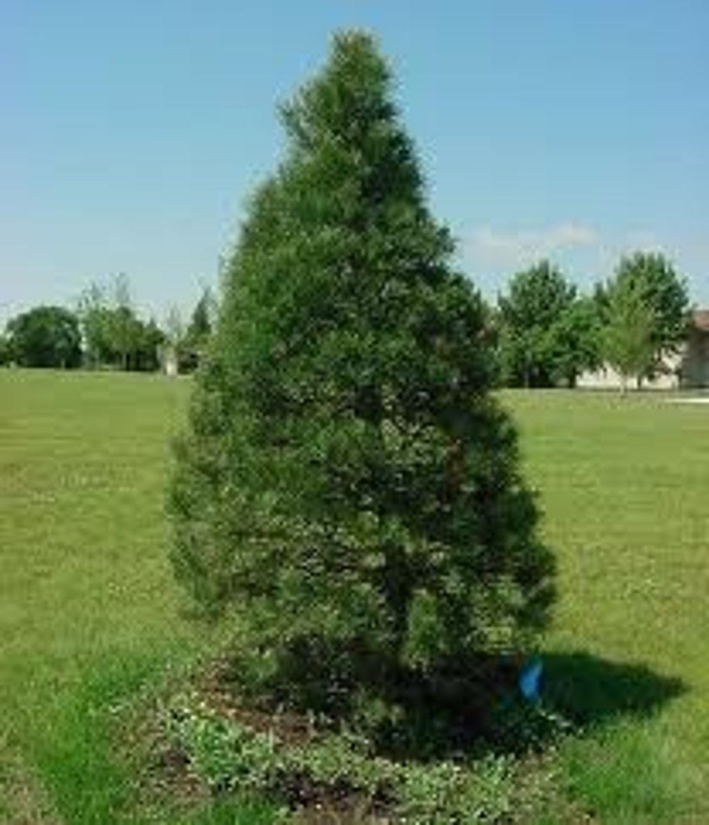<p>Pine, Cedar, Larch</p>