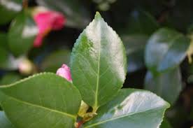 <p><span>Evergreen shrub or small tree with glossy, dark green, leathery leaves and large, showy flowers in various colors. Primarily used as an ornamental plant.</span></p>