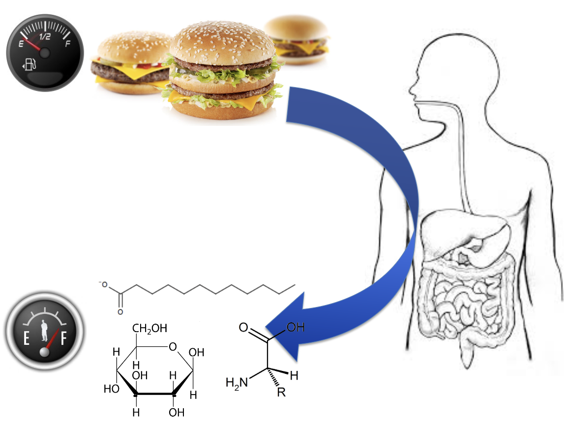<p><span style="color: rgb(255, 255, 255);"><span><br>to transfer nutrients from the food we eat into our body to be used as fuel and building blocks</span></span></p>