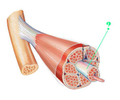 <p><span>Identify the indicated layer of connective tissue.</span></p>