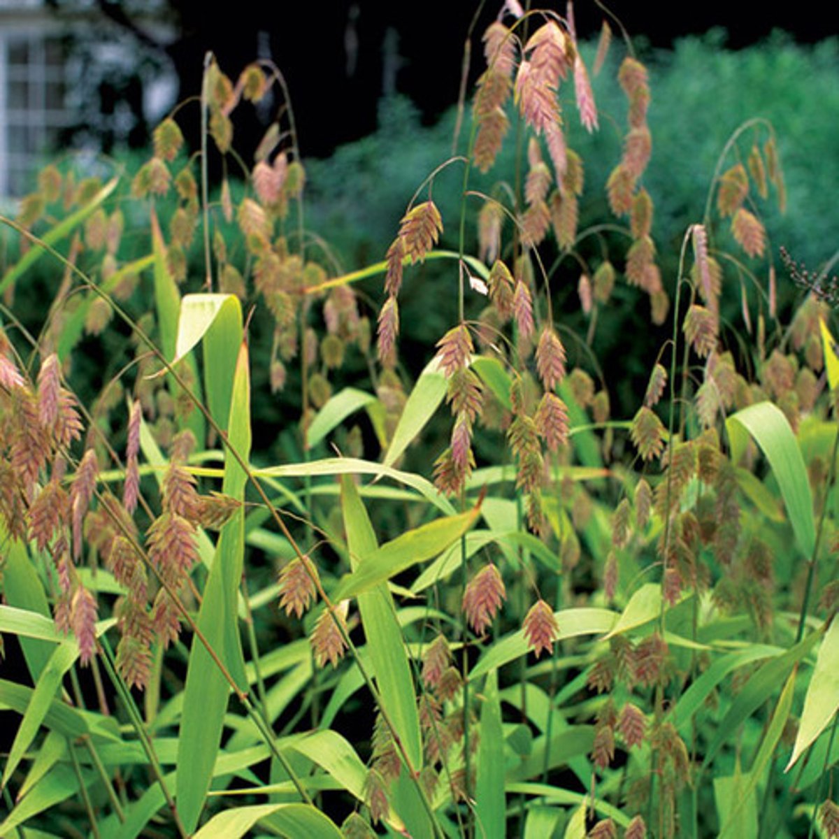 <p>Some plants require longer periods of light each day for flowering (e.g. oats), others require less daylight (e.g. maize).</p>