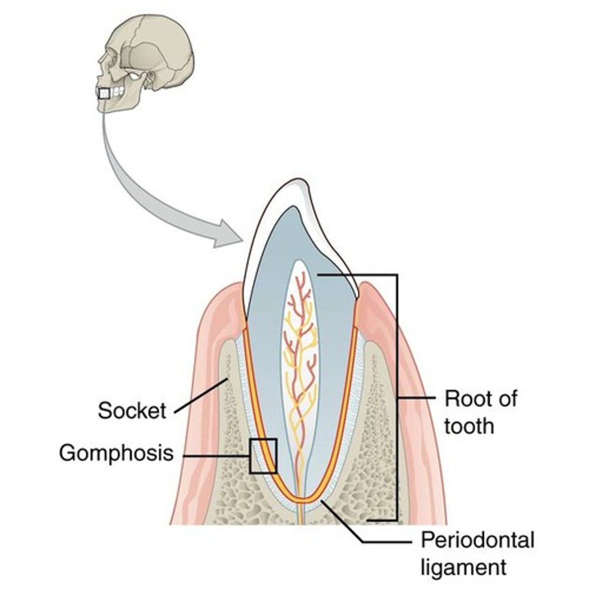 <p>A fibrous joint that is a tooth in a socket.</p>