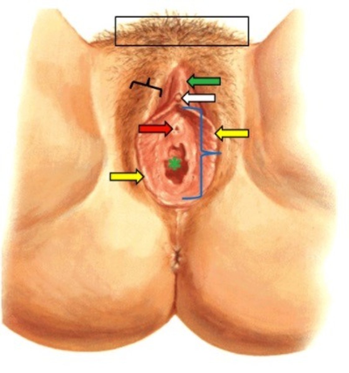 <p>External Genitalia</p>