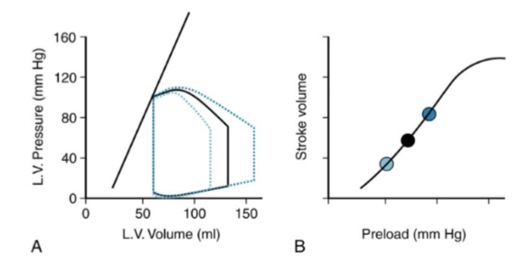 <p>When contractility is held constant, describe the relationship between preload and stroke volume</p>