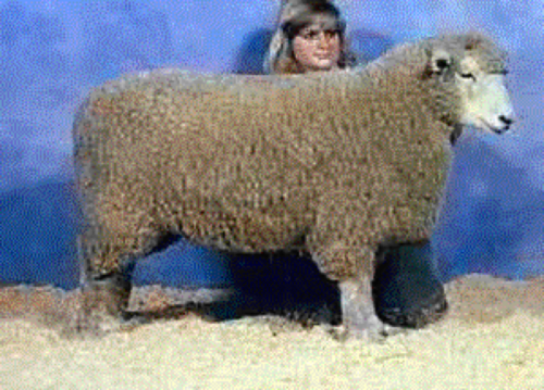 Origin: England, Traits: wool production and muscling