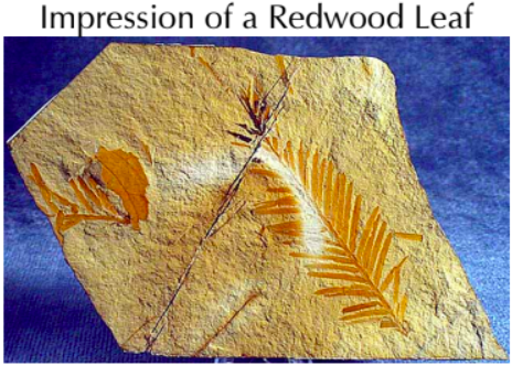 <ul><li><p>plants and invertebrates lack a bony skeleton so don’t tend to fossilize</p></li><li><p>impressions of these organisms may be found</p></li></ul>