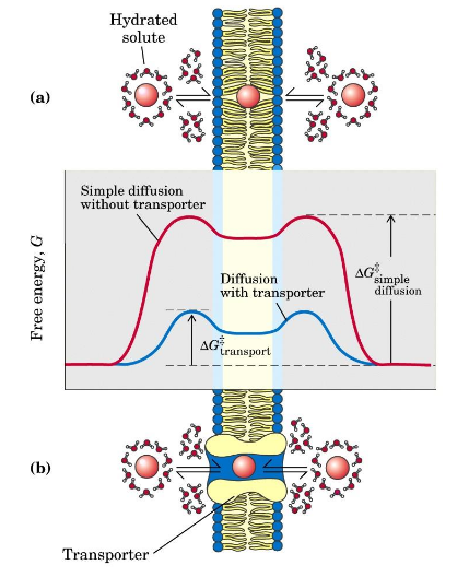 <p>Membrane proteins assist the transport of polar compounds; lower the energy barrier to transmembrane passage by providing a hydrophilic passage, allowing for facilitated diffusion. </p>