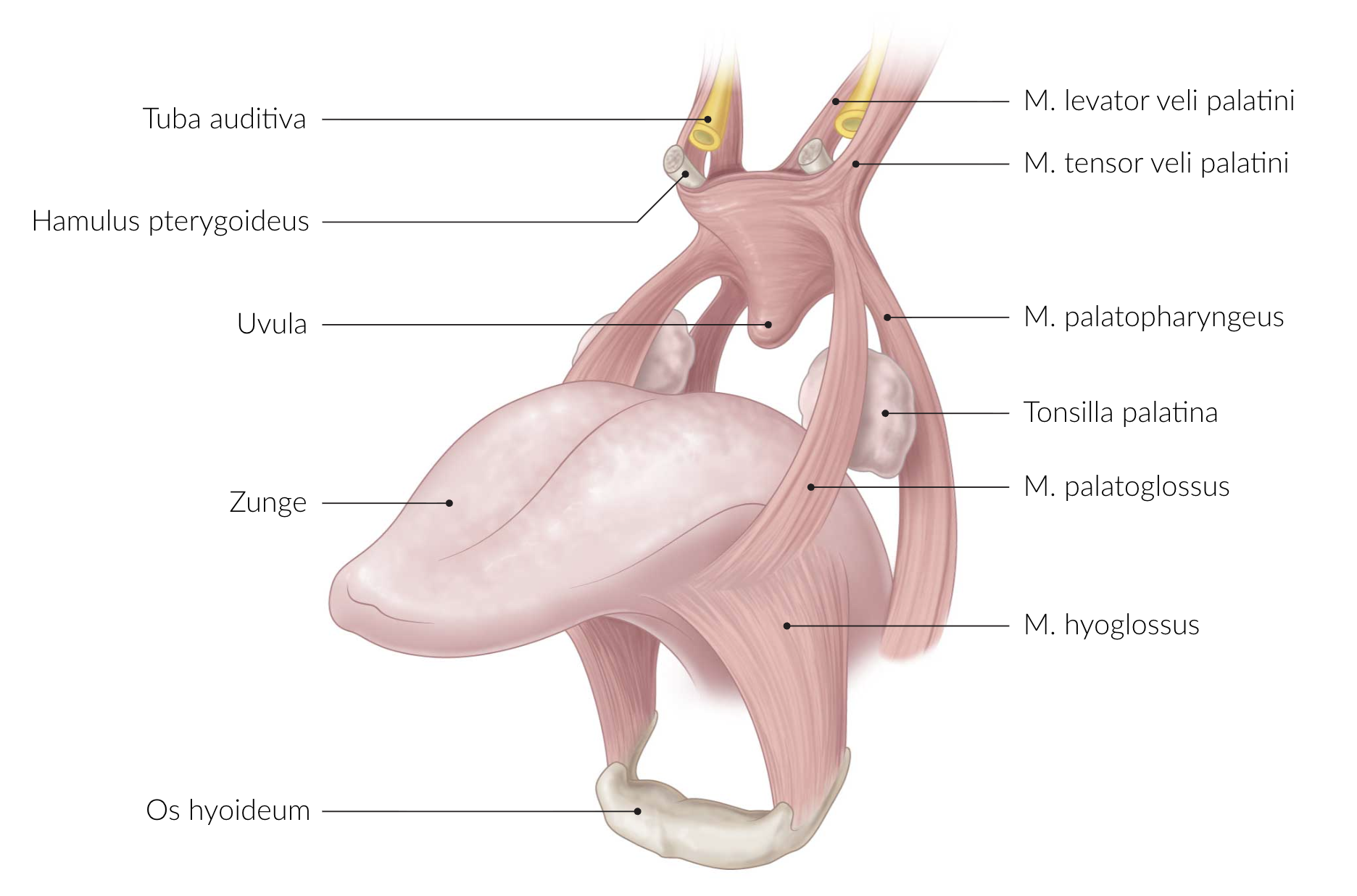 <p>E. Tensor veli palatini muscle (M. tensor veli palatini)</p>
