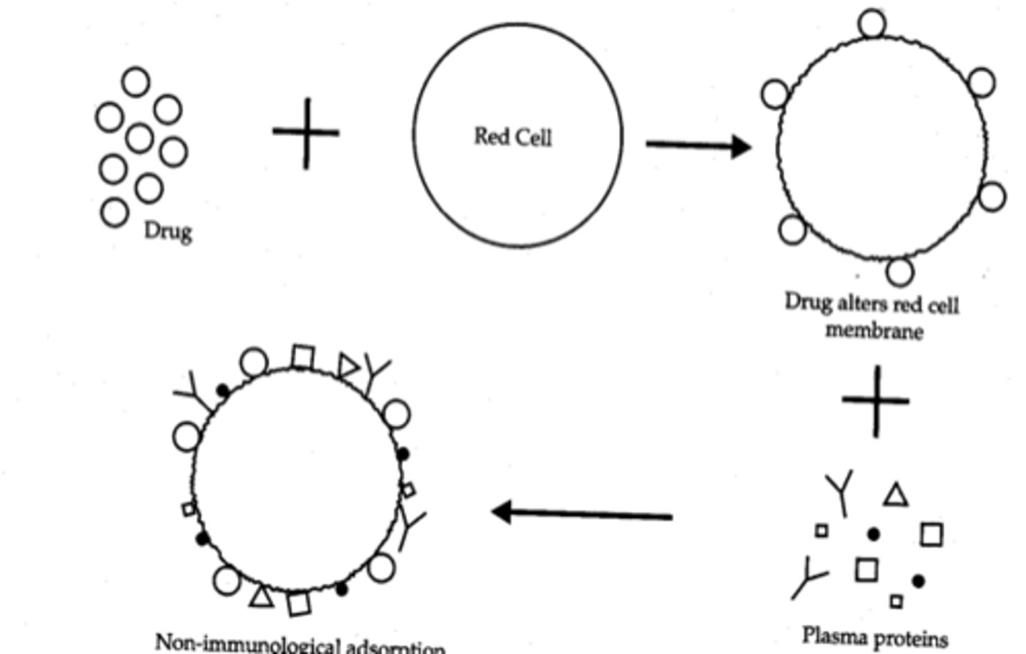 <p>Drug coats the red cell, modifying the membrane so that other proteins (such as IgG, IgM, C3, albumin, etc) adsorb to the cell</p><p>- Clinical results will depend on amount of antibody / complement binding</p>
