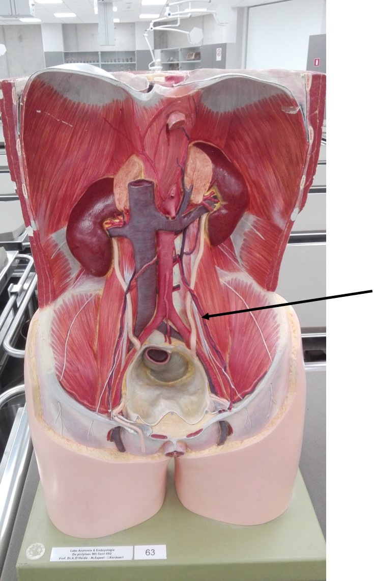 <p><span>bloedvaten (arterie en vene…)</span></p>