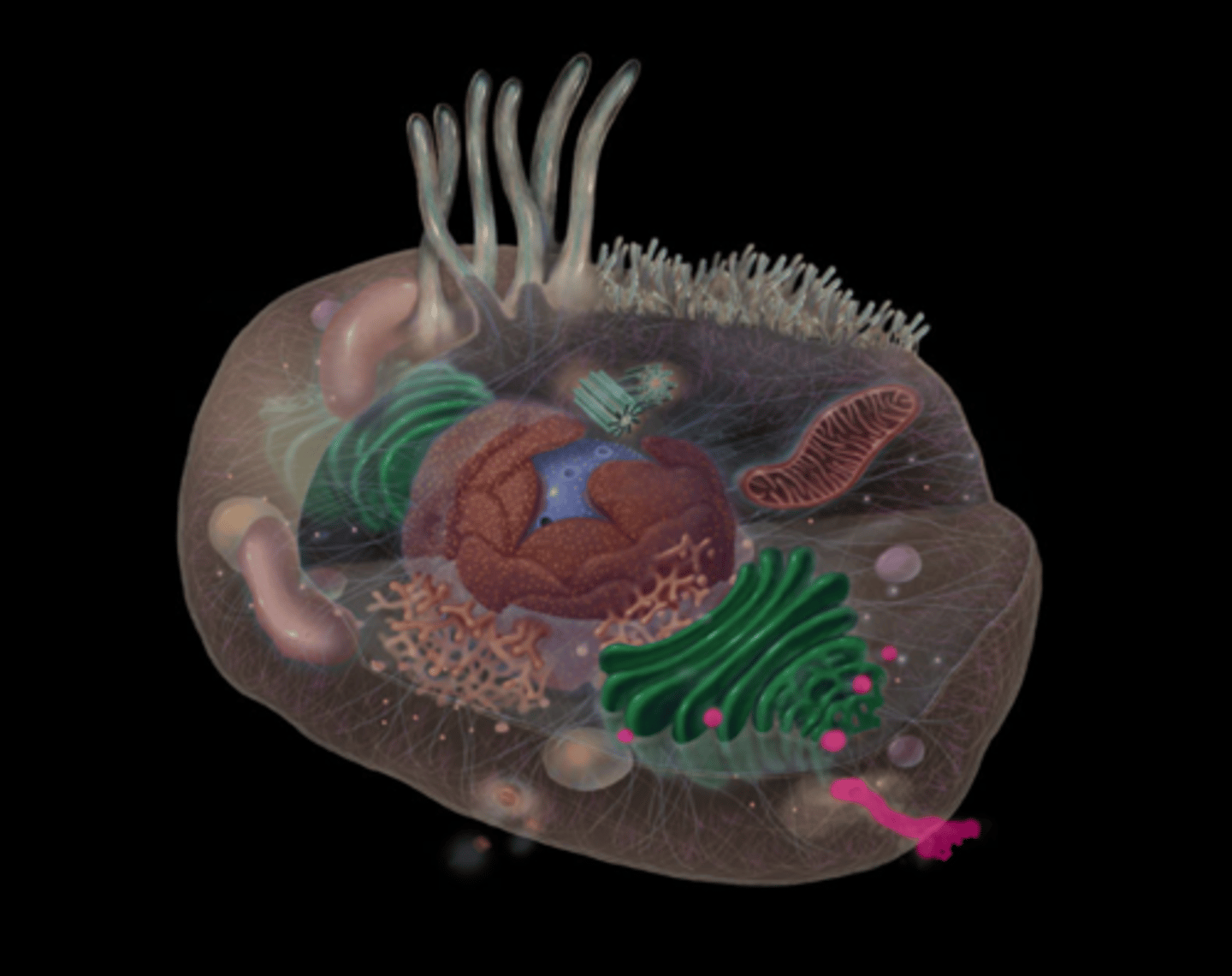 <p>Carries protein products from Golgi apparatus to cell surface for exocytosis</p>