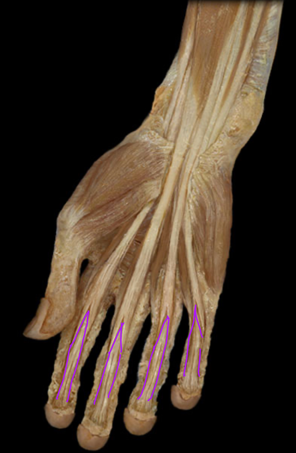 <p>Innervation?</p>