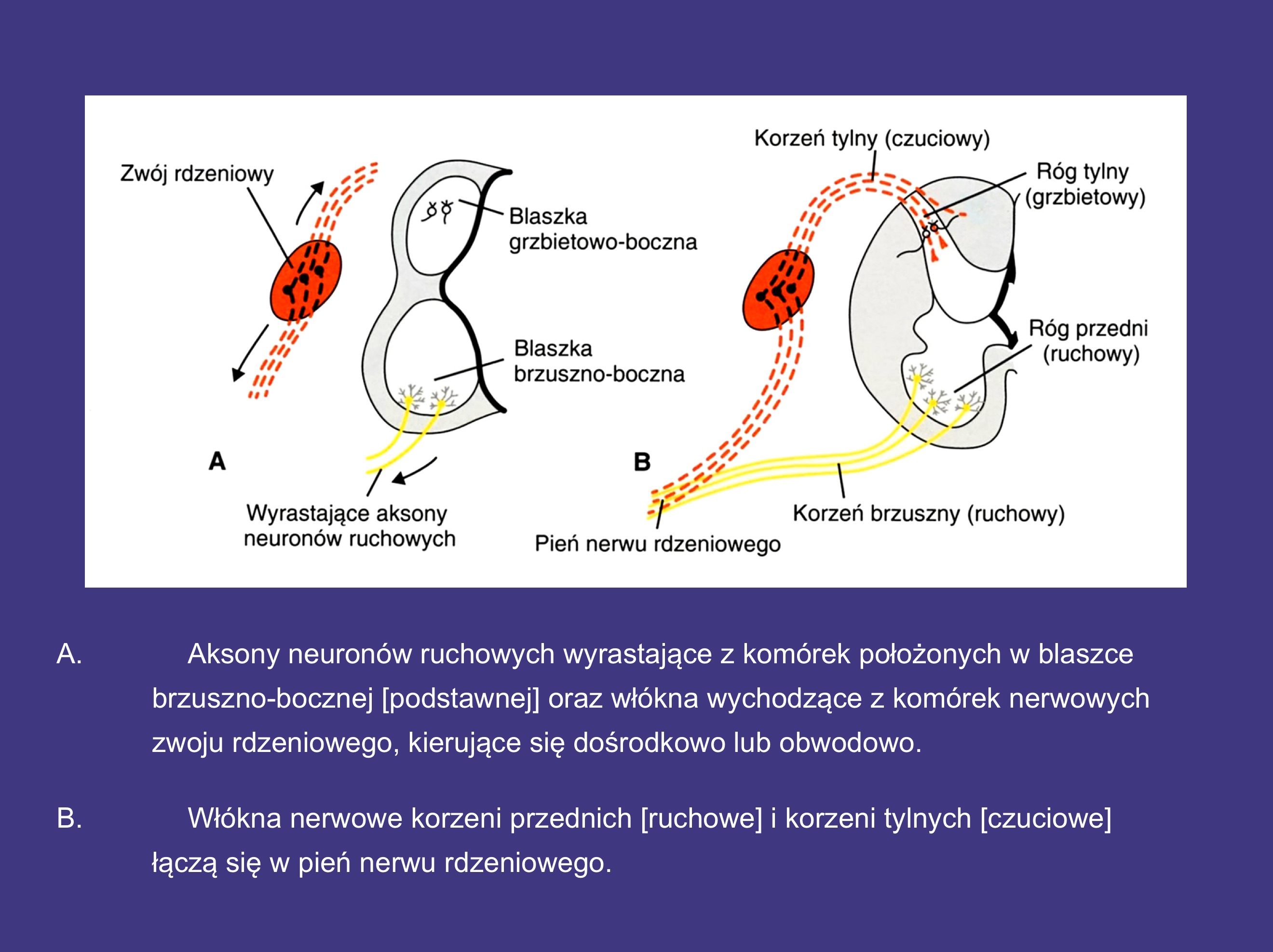 <ul><li><p>korzeń brzuszny rośnie od rdzenia na zewnątrz (pochodzenie z cewy)</p></li><li><p>korzeń tylny rośnie od zwoju rdzeniowego do rdzenia (pochodzenie z grzebieni nerwowych)</p></li></ul>