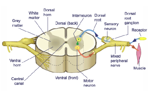 <ul><li><p>mostly non-myelinated neurons called <strong>interneurons</strong></p></li><li><p>grey matter has <strong>dorsal + ventral horns</strong></p></li></ul><p></p>