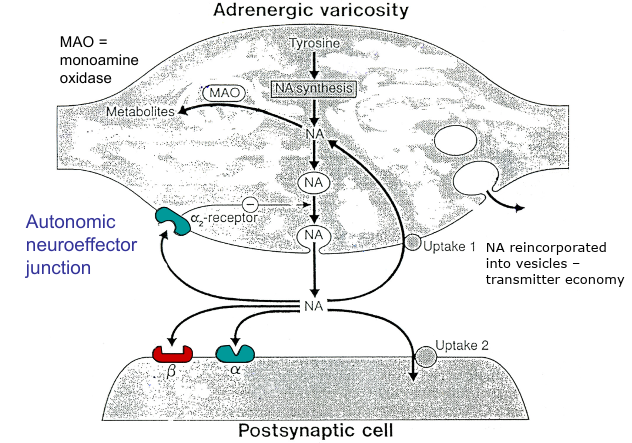 <p>Controls autoinhibition (fine tuning amount of NA released)</p>