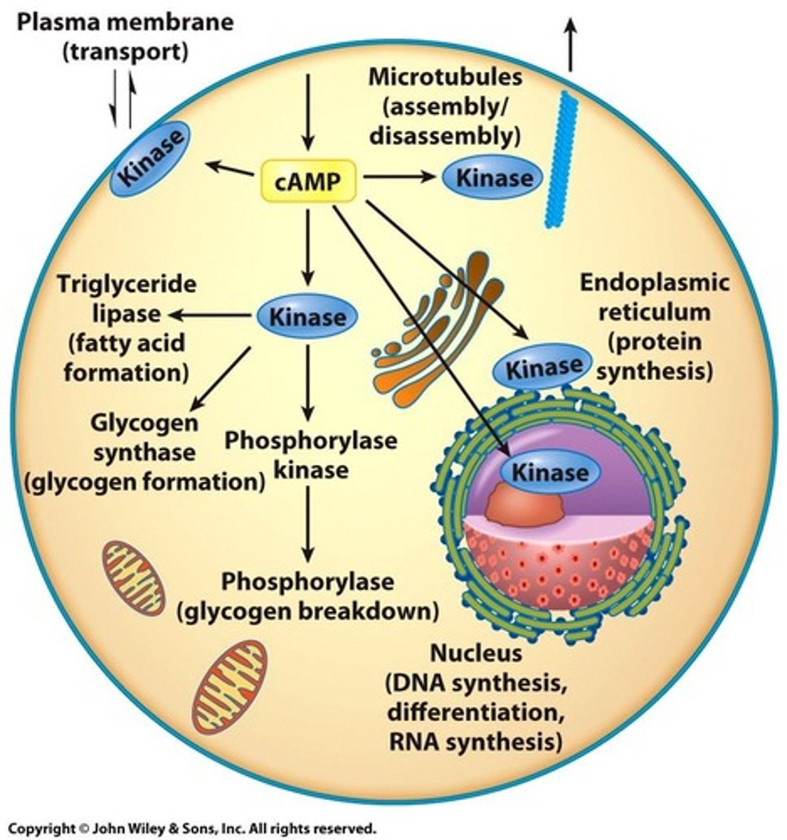 <p>Process regulated by PKC signaling.</p>