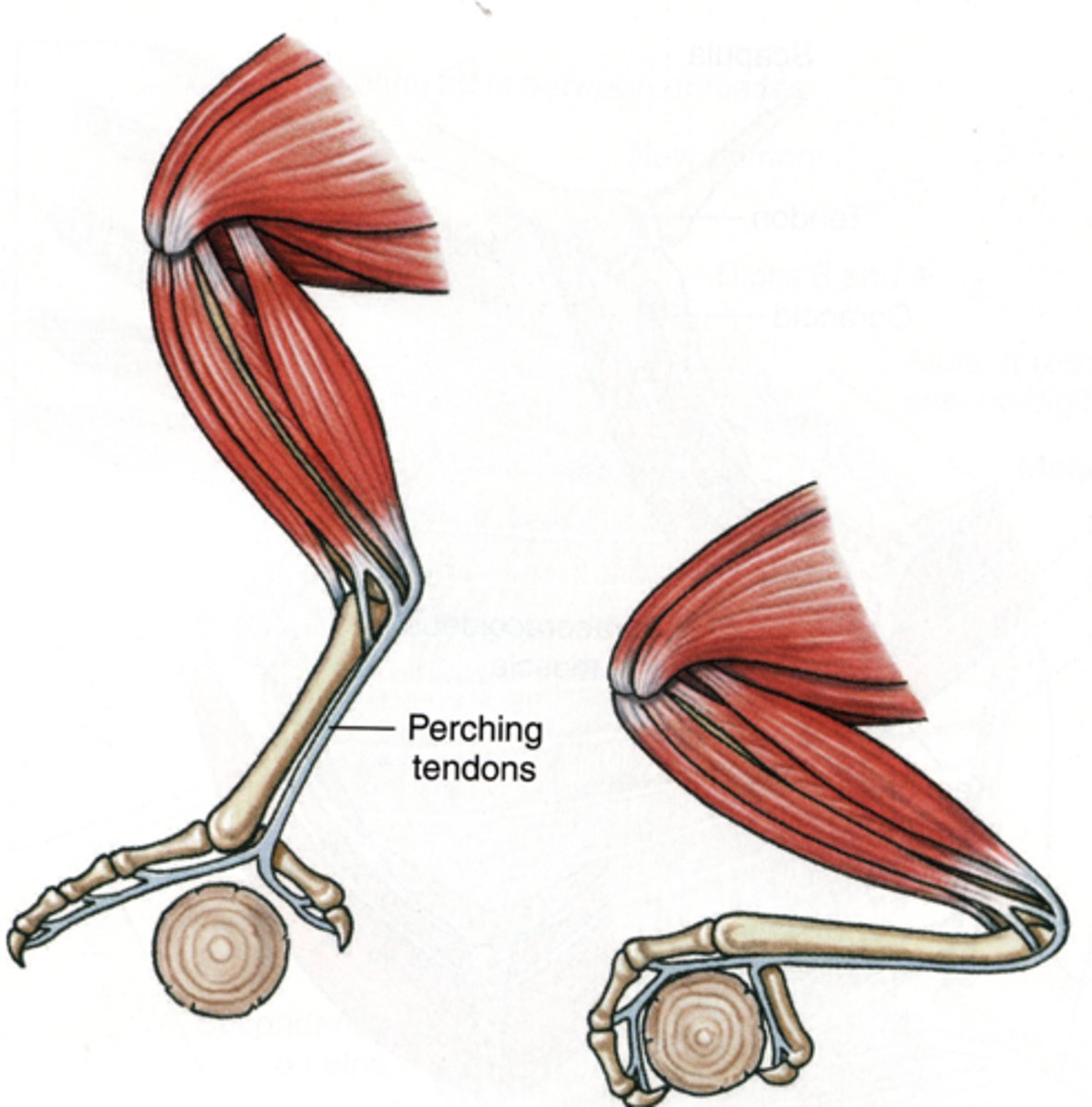 <p>this automatically tightens to close the toes down around a perch</p>