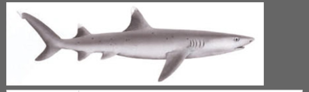 <p>Carcharhinidae family</p><p class="has-focus">diet primarily consists of bony fish and invertebrates like octopuses, crabs, and lobsters,</p><p class="has-focus">It is a medium-sized shark with a slender, greyish-brown body and distinctive white tips on its dorsal and tail fins</p>