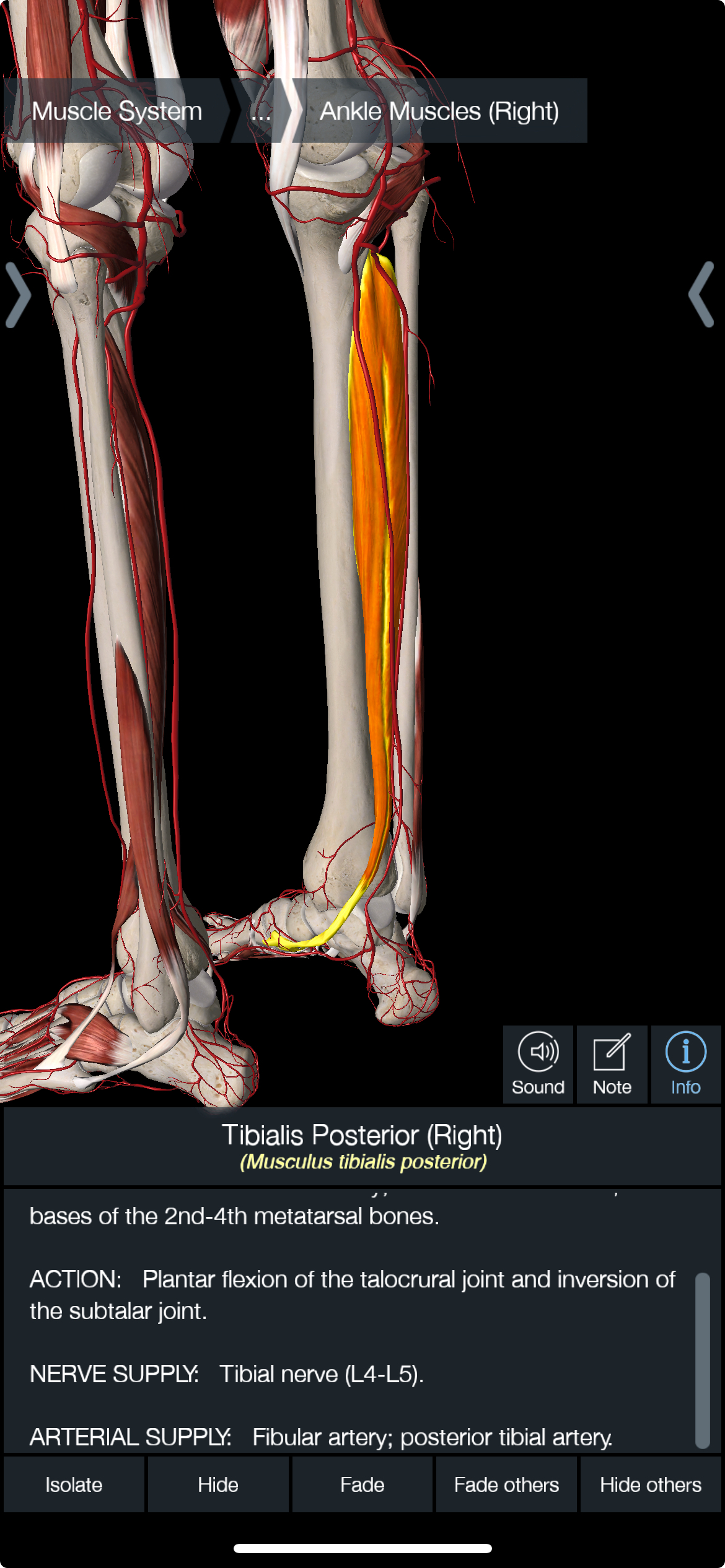 <p>Tibialis Posterior Muscle</p>