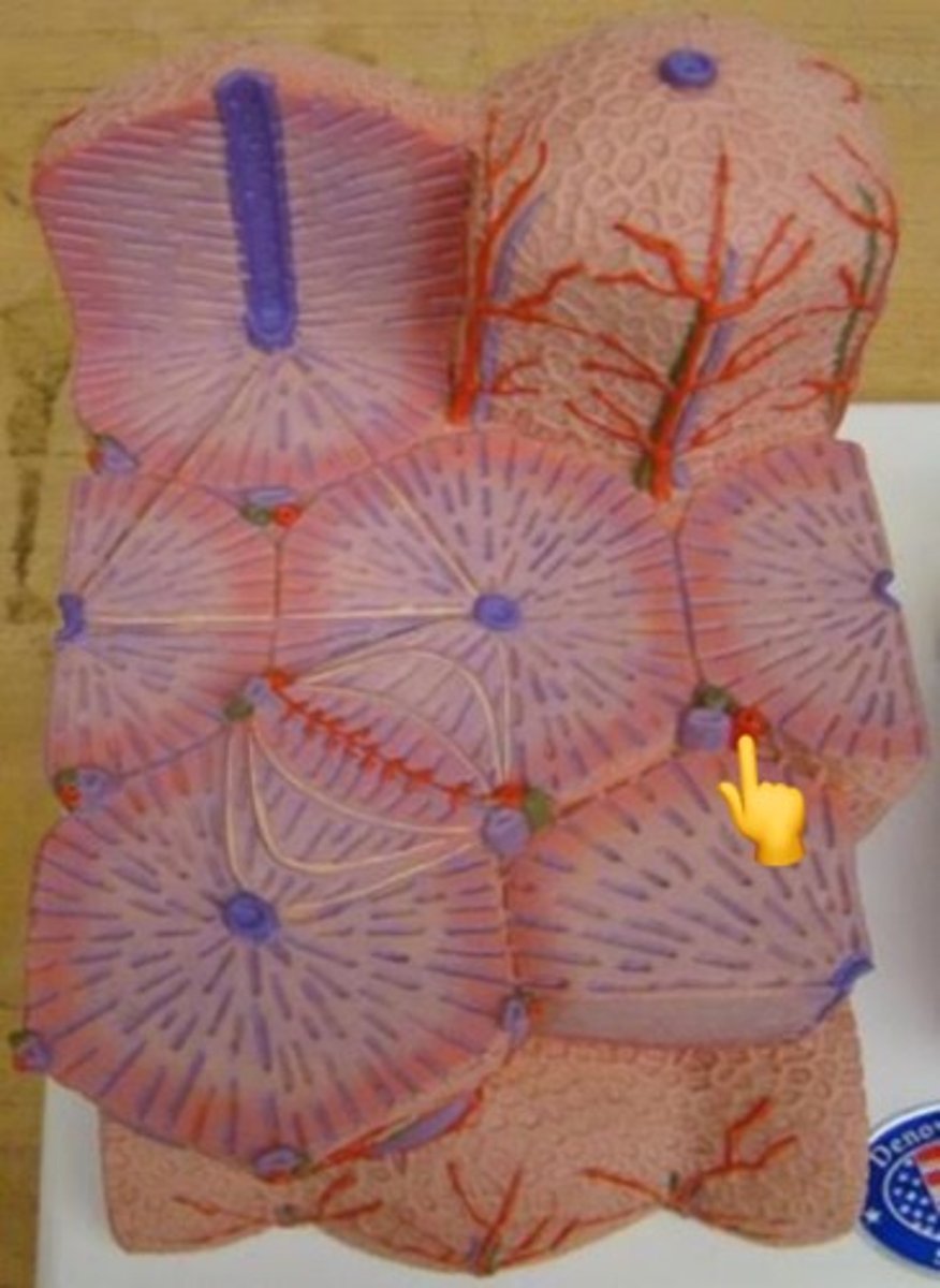 <p>fresh oxygenated blood into liver</p>