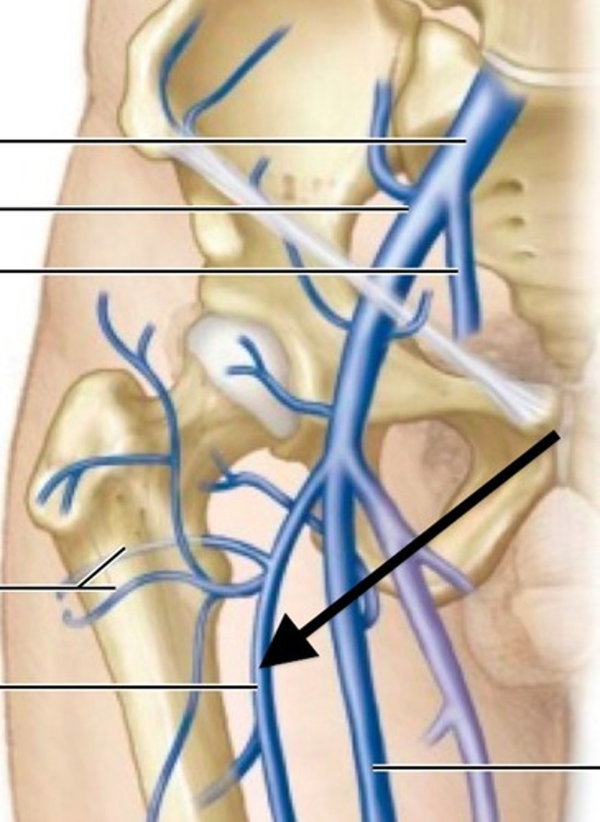 <p>ascends from posterior aspect of leg in groin area</p>