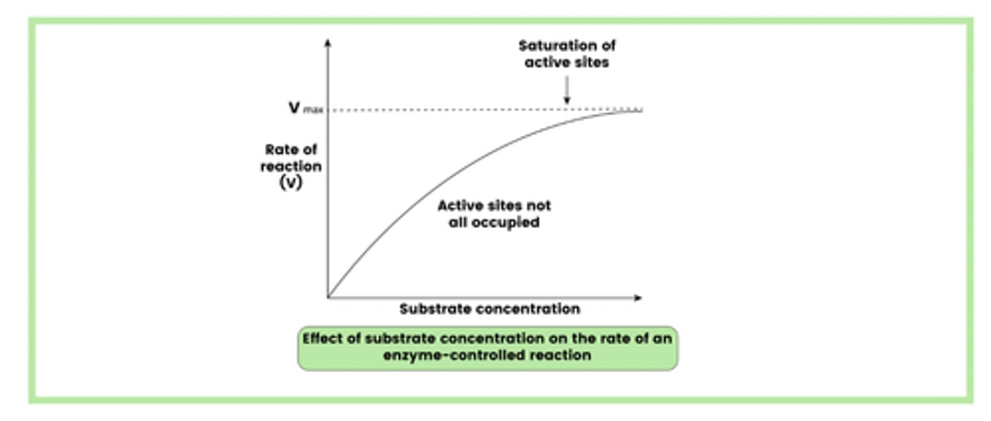 <p>1. The rate of reaction initially increases as collisions between substrate and enzyme molecules become more likely</p><p>2. The rate of reaction then levels out as the active sites of all enzymes become fully saturated by the substrate molecules</p><p>3. At this point, the rate of reaction is limited by enzyme concentration</p><p>4. The only method of increasing the rate of reaction is by adding more enzymes.</p>