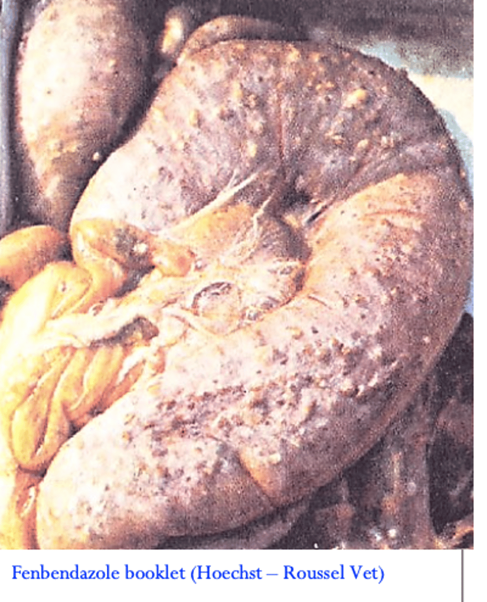 <p>In pigs Oesophagostomum spp. seem to be less pathogenic</p><p>than in ruminants;</p><p>Infections with up to 5000 parasites per sow -&gt; usually subclinical, greater burdens -&gt; inappetence, weight loss (thin sow syndrome), reduced litter size and weaning weight;</p>