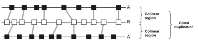 <p>ancient duplications <strong>only visible through inter-species genome comparisons</strong> due to loss or rearrangement of internal duplication signals.</p>