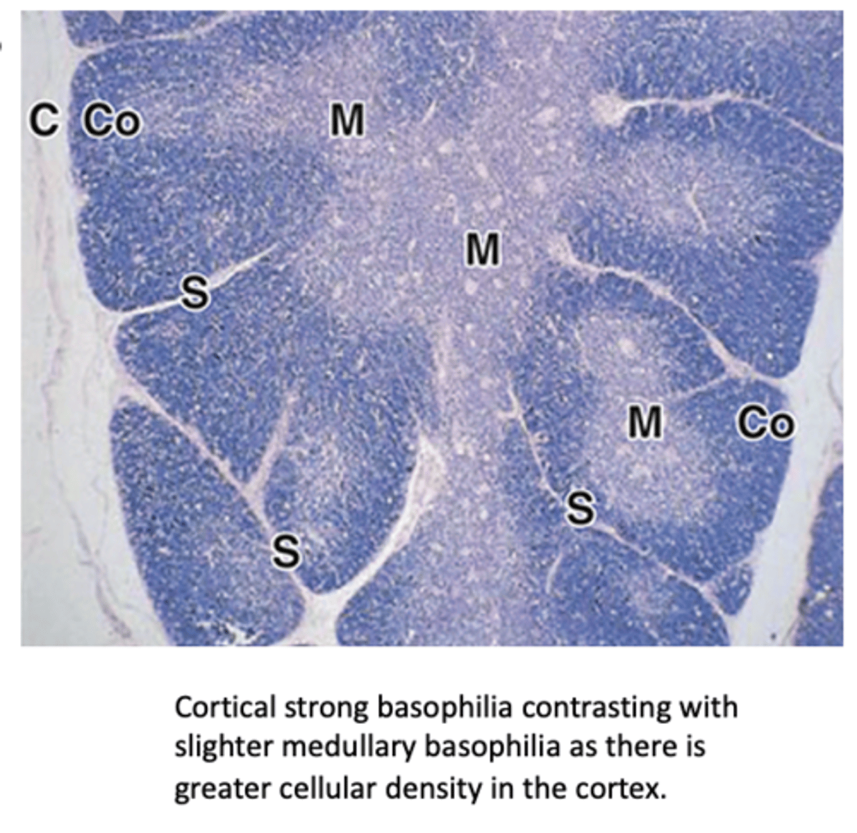 <p>What divides the thymic parenchyma into incomplete lobules?</p>