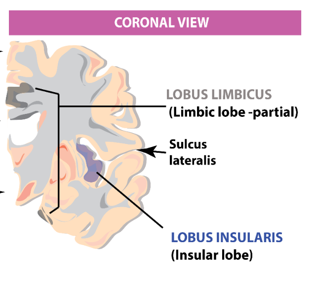 <p>The insular lobe is visible when what lobes are separated?</p>