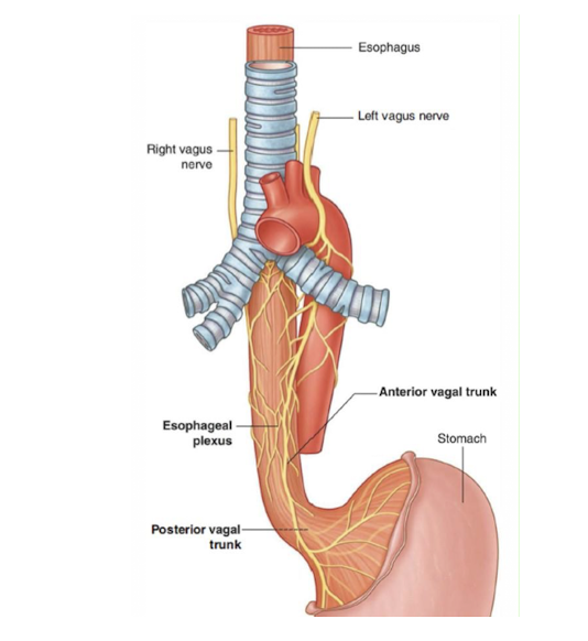 <p>Mouth and Esophagus:</p><ul><li><p>Pierces through what structure?</p></li><li><p>Innervated by what nerve? </p></li></ul><p></p><p></p>