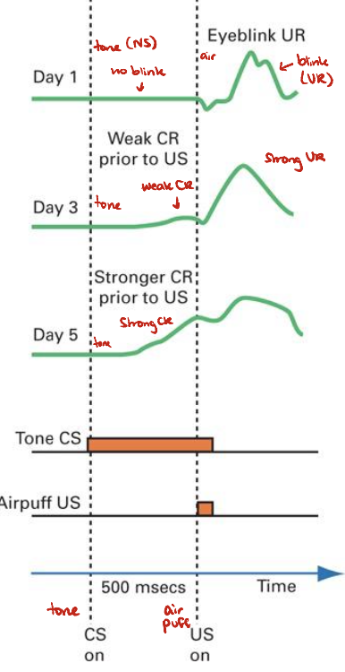 <ul><li><p>Day 1: initially, NS does not produce any response</p></li><li><p>After extensive training, CR emerges as a slow squeezing shut of the eye before US (air puff)</p><ul><li><p>CR is similar to UR but not the same → CR is anticipatory but both are blinks</p></li></ul></li><li><p>Other cases: CR can be very different from UR</p></li></ul><p></p>