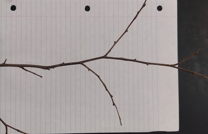 <p>brown imbricate small buds &lt;1/4”, slender dark red-brown twig</p>