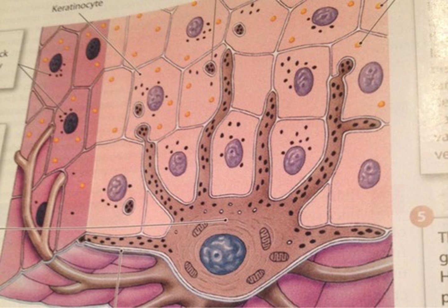 <p>spider shaped cells, synthesize melanin, found in the deepest layer of epidermis (stratum basale)</p>