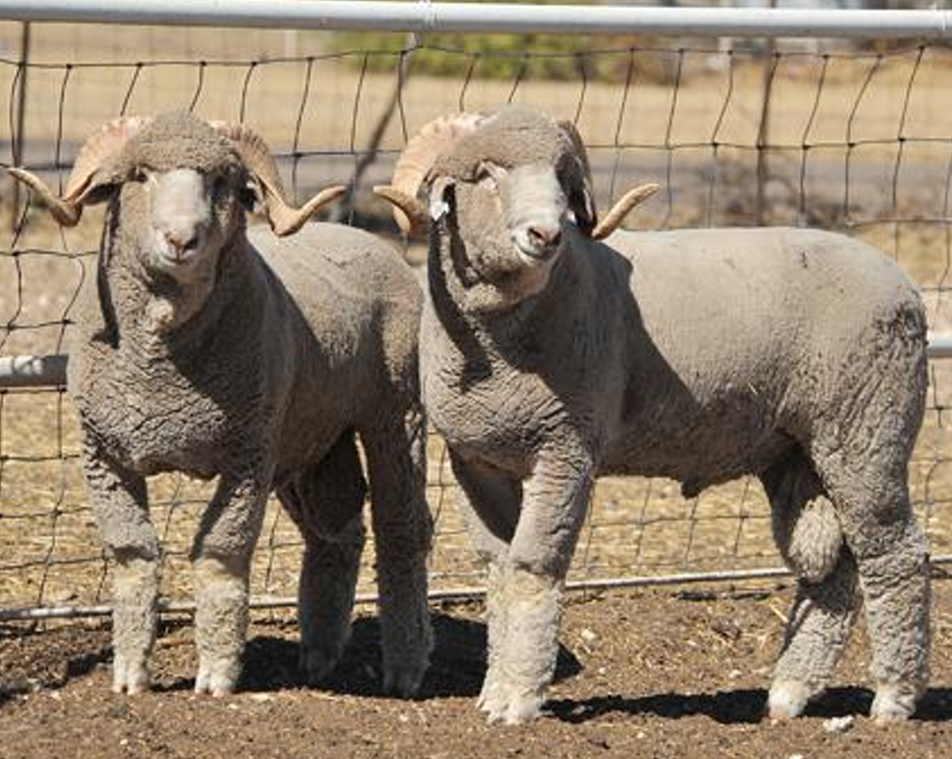 <p>What Category does this sheep belong to?</p><ul><li><p>It is a Rambouillet </p></li></ul><p></p>