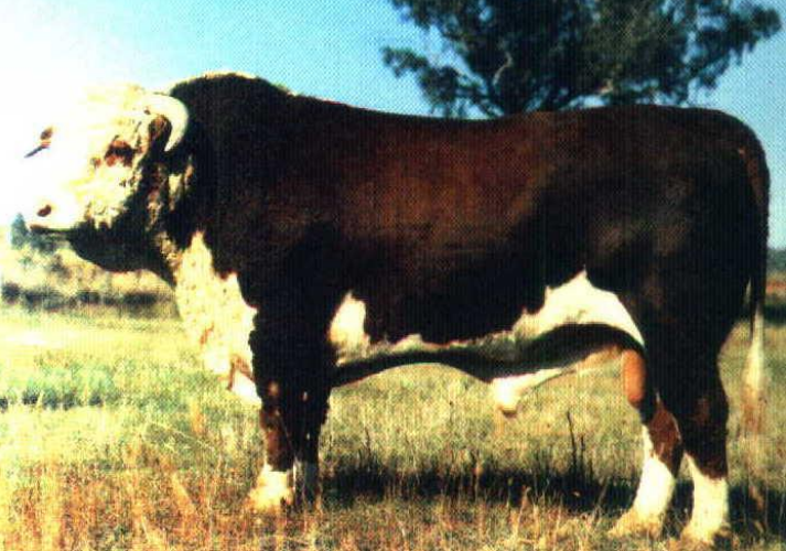 <p>Breed, type, and place of origin?</p>