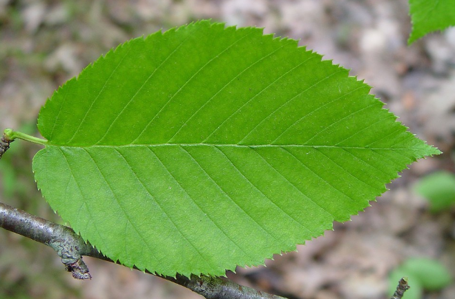 term image