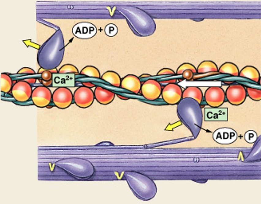 <p>Which step of the contraction cycle is:</p><ul><li><p>Pivoting of myosin heads</p></li></ul><p></p>
